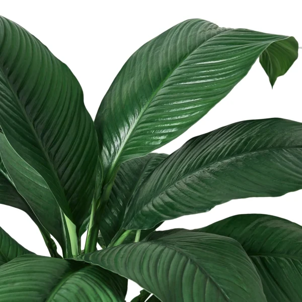 Spathiphyllum 'Green' - Image 2
