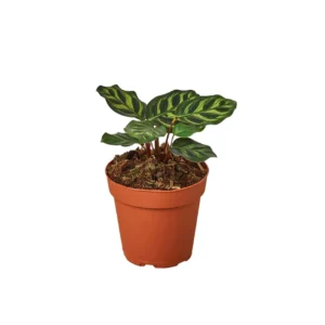 Calathea 'Makoyana'