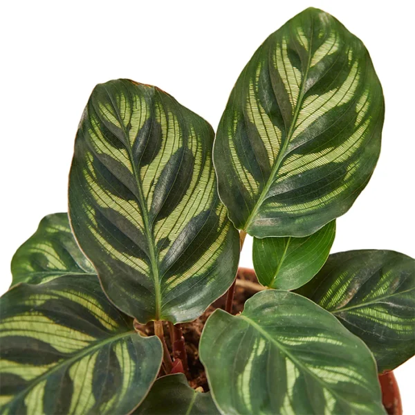 Calathea 'Makoyana' - Image 2