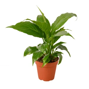 Spathiphyllum 'Green'