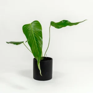 Anthurium nervatum