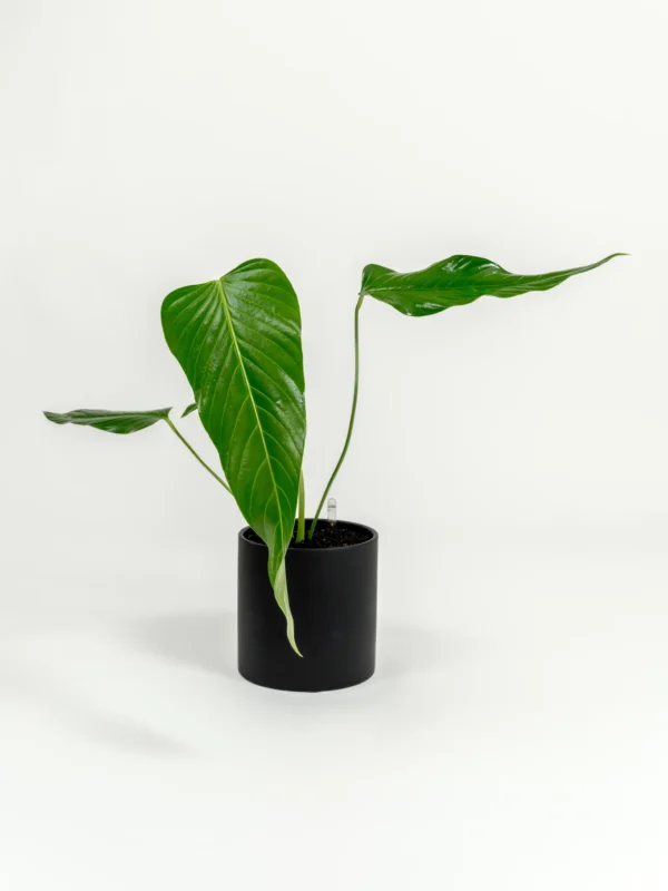Anthurium nervatum