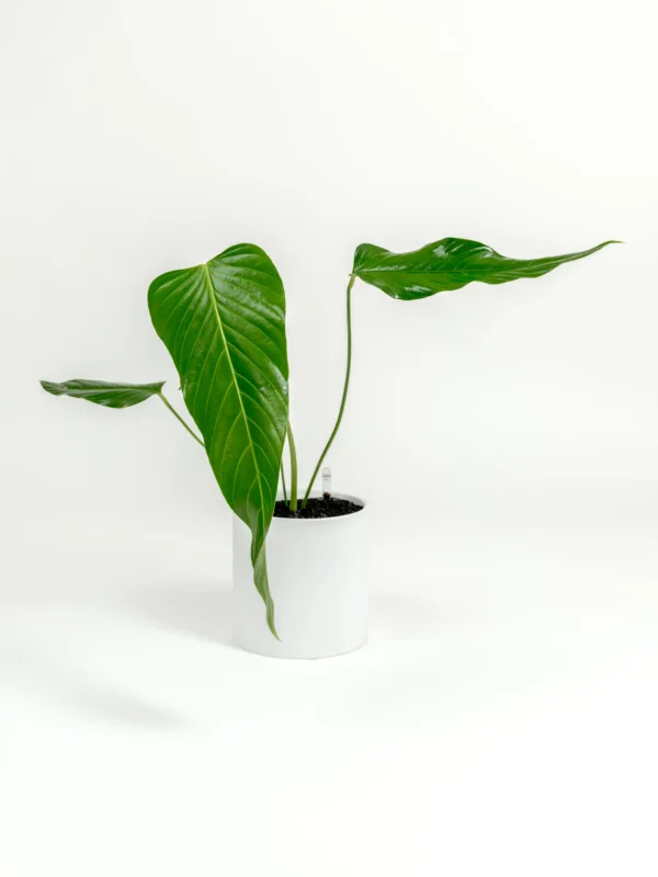Anthurium nervatum - Image 3