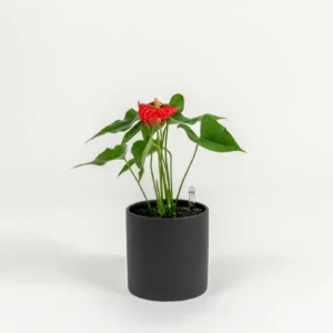 Anthurium andraeanum