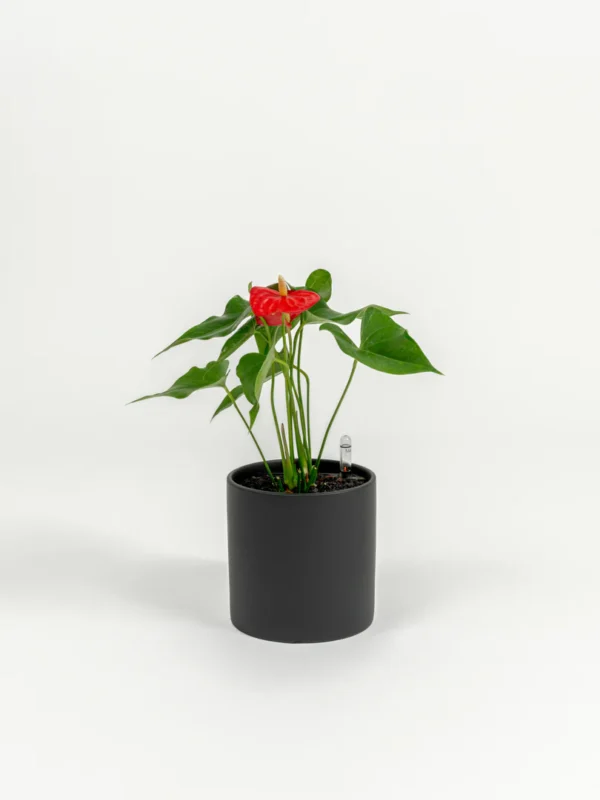 Anthurium andraeanum