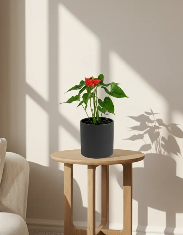 Anthurium andraeanum - Image 2