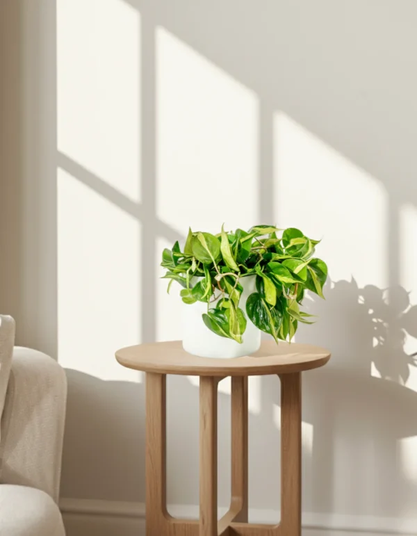 Philodendron hederaceum 'Brasil' - Image 2