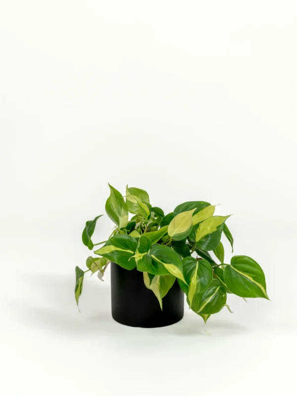 Philodendron hederaceum 'Brasil' - Image 3