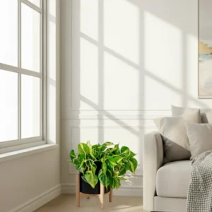 Philodendron hederaceum 'Brasil'