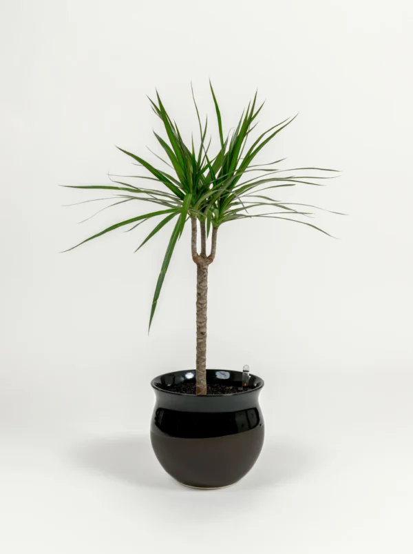 Dracaena marginata - Image 3
