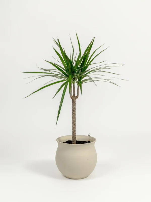 Dracaena marginata - Image 2