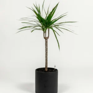 Dracaena marginata