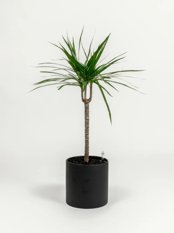 Dracaena marginata
