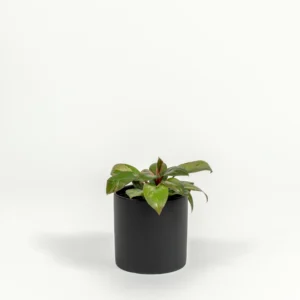 Philodendron hybrid 'Dwarf Red Congo'