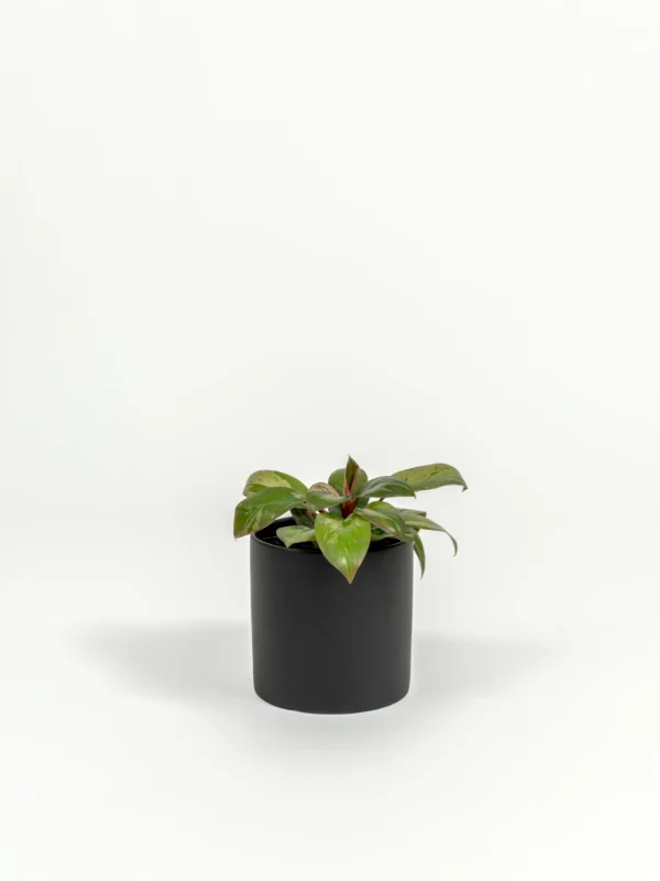 Philodendron hybrid 'Dwarf Red Congo'