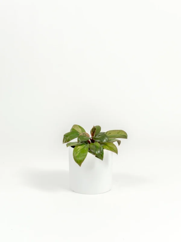 Philodendron hybrid 'Dwarf Red Congo' - Image 3