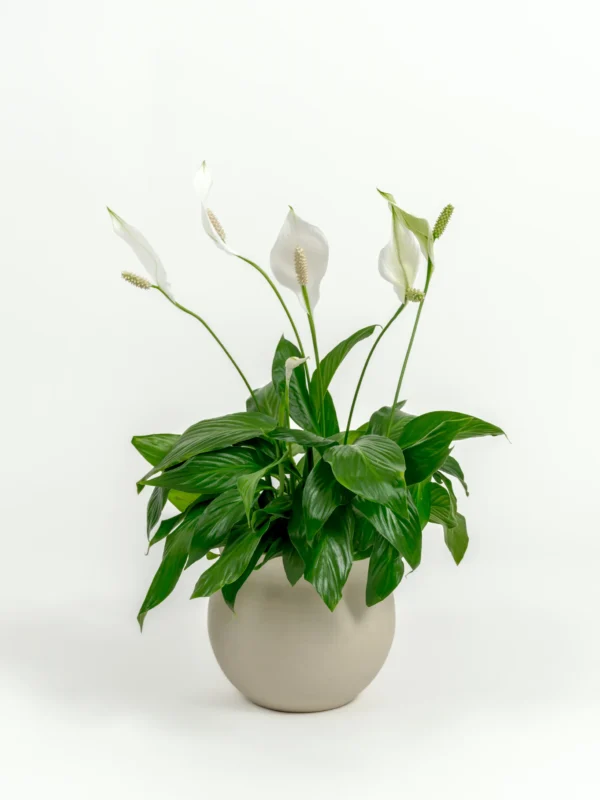 Spathiphyllum wallisii - Image 3
