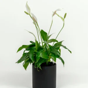 Spathiphyllum wallisii