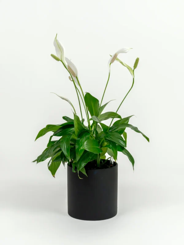 Spathiphyllum wallisii