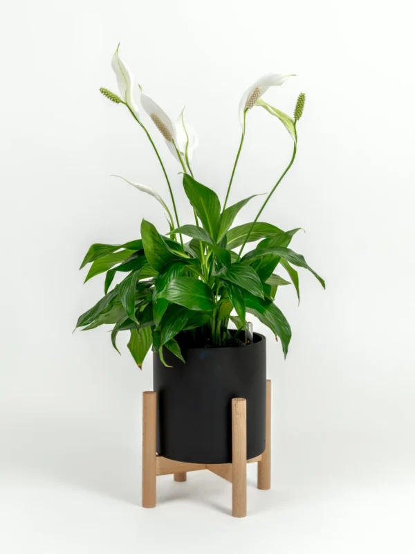 Spathiphyllum wallisii - Image 2