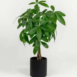 Pachira glabra