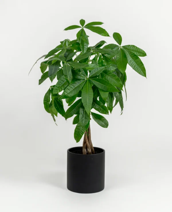 Pachira glabra