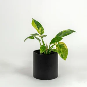 Philodendron hybrid 'Nuclear Congo'