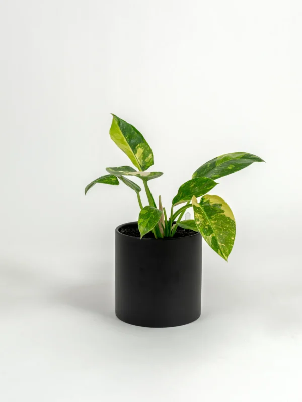 Philodendron hybrid 'Nuclear Congo'
