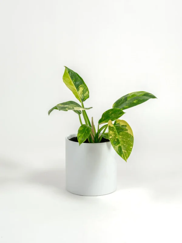 Philodendron hybrid 'Nuclear Congo' - Image 3