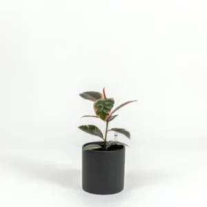 Ficus elastica 'Ruby'