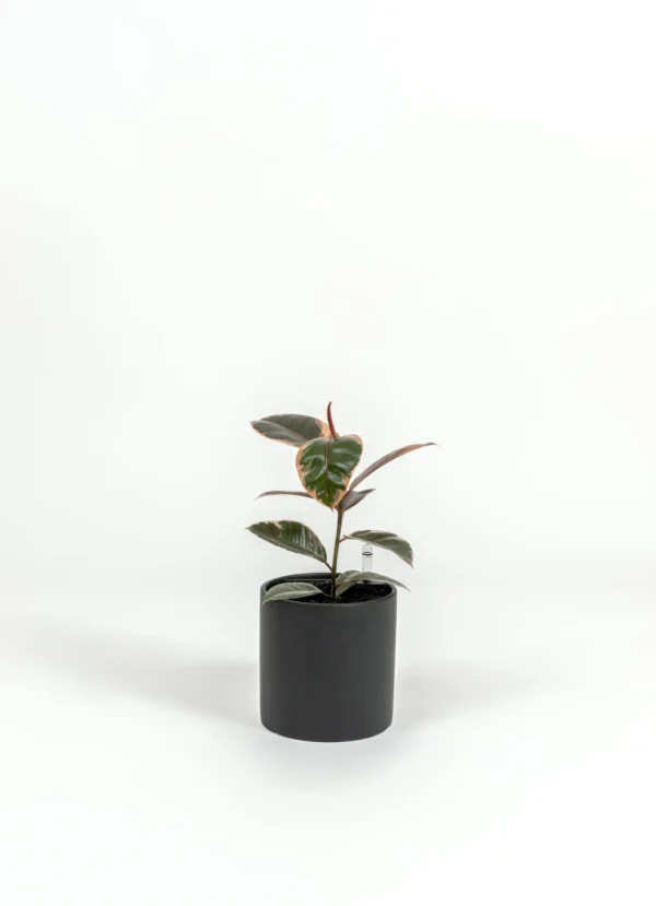 Ficus elastica 'Ruby'