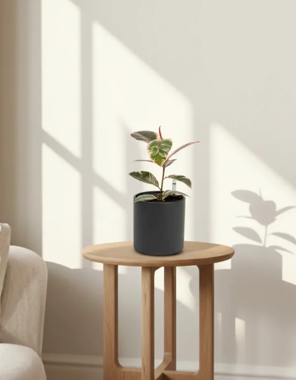 Ficus elastica 'Ruby' - Image 3