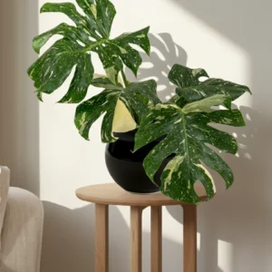 Monstera deliciosa 'Thai Constellation'