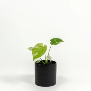 Monstera deliciosa 'White Monster'