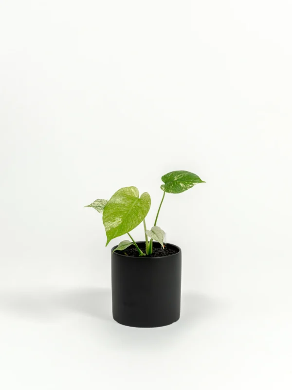 Monstera deliciosa 'White Monster'