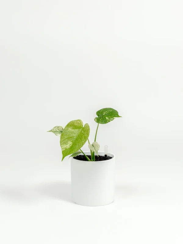 Monstera deliciosa 'White Monster' - Image 3