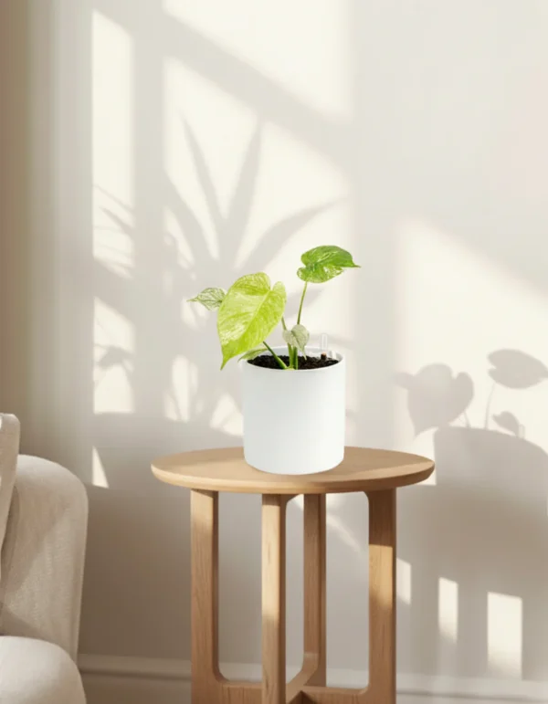 Monstera deliciosa 'White Monster' - Image 2