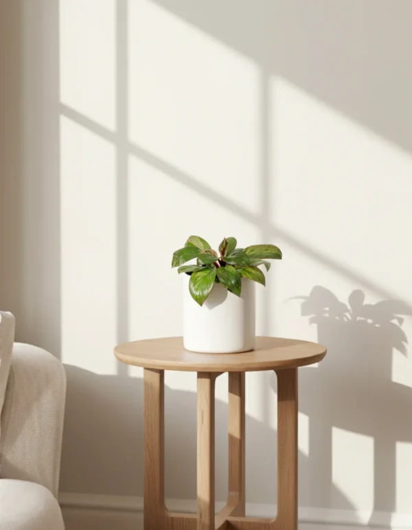 Philodendron hybrid 'Dwarf Red Congo' - Image 2
